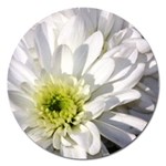 White Flower 1   Magnet 5  (Round)