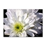 White Flower 1   Sticker A4 (10 pack)