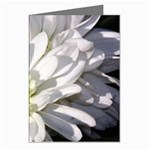 White Flower 1   Greeting Cards (Pkg of 8)