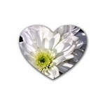 White Flower 1   Heart Coaster (4 pack)