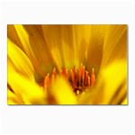 Yellow Color Flower   Postcard 4 x 6  (Pkg of 10)