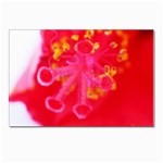 What inside Flowers  Postcards 5  x 7  (Pkg of 10)