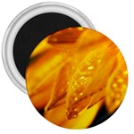 Wet Yellow Flowers 1   3  Magnet