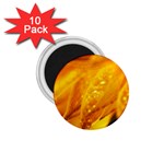 Wet Yellow Flowers 1   1.75  Magnet (10 pack) 
