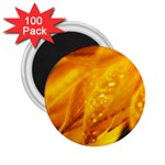 Wet Yellow Flowers 1   2.25  Magnet (100 pack) 