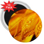 Wet Yellow Flowers 1   3  Magnet (10 pack)