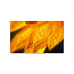 Wet Yellow Flowers 1   Sticker (Rectangular)