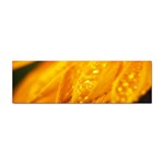 Wet Yellow Flowers 1   Sticker (Bumper)