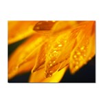Wet Yellow Flowers 1   Sticker A4 (10 pack)