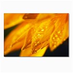 Wet Yellow Flowers 1   Postcard 4 x 6  (Pkg of 10)