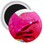 Wet Pink Rose  3  Magnet