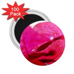 Wet Pink Rose  2.25  Magnet (100 pack) 