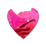 Wet Pink Rose  Magnet (Heart)