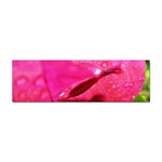 Wet Pink Rose  Sticker Bumper (100 pack)