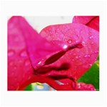 Wet Pink Rose  Glasses Cloth (Small)