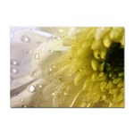 Water Drops on Flower 4  Sticker A4 (100 pack)