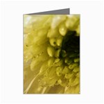 Water Drops on Flower 4  Mini Greeting Card