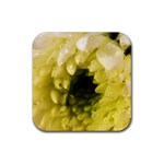 Water Drops on Flower 3   Rubber Square Coaster (4 pack)