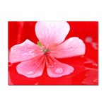 Water and Pink Flower  Sticker A4 (100 pack)