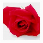 Very Red Rose  Glasses Cloth (Medium)