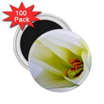 The White Flower  2.25  Magnet (100 pack) 