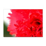 The Red Flower 5  Sticker A4 (100 pack)