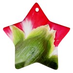 The Red Flower 2  Ornament (Star)