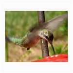 Hummingbird Glasses Cloth (Small)