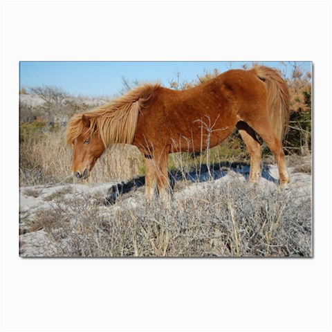 Wild Feral Horse Postcards 5  x 7  (Pkg of 10) from UrbanLoad.com Front