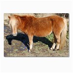 Wild Feral Horse Postcards 5  x 7  (Pkg of 10)