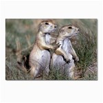 Prairie_Dogs Postcards 5  x 7  (Pkg of 10)