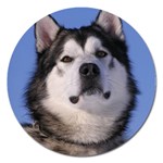 Alaskan Malamute Dog Magnet 5  (Round)