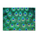 Peacock Feather 1 Sticker A4 (10 pack)