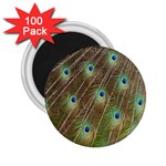 Peacock Feathers 2 2.25  Magnet (100 pack) 