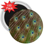 Peacock Feathers 2 3  Magnet (100 pack)