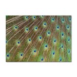 Peacock Feathers 2 Sticker A4 (100 pack)
