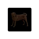 BB Chocolate Labrador Retriever Dog Gifts Magnet (Square)
