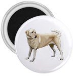 Yellow Labrador Retriever 3  Magnet