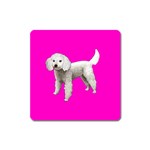 White Poodle Dog Gifts BP Magnet (Square)