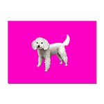 White Poodle Dog Gifts BP Sticker A4 (100 pack)