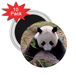 Big Panda 2.25  Magnet (10 pack)
