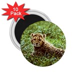 Cheetah  2.25  Magnet (10 pack)