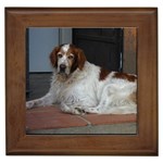 Irish Red And White Setter Dog Framed Tile